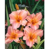 Kategorie <b>Produkt nicht gewünscht </b> - Hemerocallis x cult.'Pink Damask' ca. 11x11 cm Topf (Wuchs jahreszeitlich)