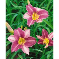 Kategorie <b>Produkt nicht gewünscht </b> - Hemerocallis x cult.'Prairie Blue Eyes' ca. 11x11 cm Topf (Wuchs jahreszeitlich)
