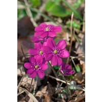 Stauden - Hepatica nobilis f.rubra ca. 9x9 cm Topf (Wuchs jahreszeitlich)