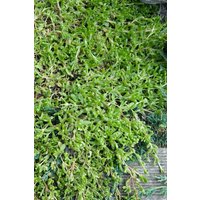 Kategorie <b>Stauden </b> - Herniaria glabra ca. 9x9 cm Topf (Wuchs jahreszeitlich)