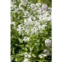 Kategorie <b>Stauden </b> - Hesperis matronalis 'Alba' ca. 9x9 cm Topf (Wuchs jahreszeitlich)