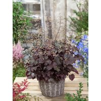 Kategorie <b>Stauden </b> - Heuchera micrantha 'Molly Bush' ca. 11x11 cm Topf (Wuchs jahreszeitlich)