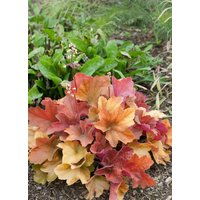 Kategorie <b>Stauden </b> - Heuchera micrantha 'Peach Flambé' -R- ca. 11x11 cm Topf (Wuchs jahreszeitlich)