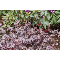 Kategorie <b>Stauden </b> - Heuchera micrantha 'Stormy Seas' ca. 11x11 cm Topf (Wuchs jahreszeitlich)