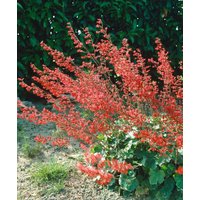 Kategorie <b>Produkt nicht gewünscht </b> - Heuchera sanguinea ca. 9x9 cm Topf (Wuchs jahreszeitlich)