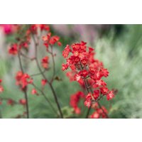 Kategorie <b>Produkt nicht gewünscht </b> - Heuchera sanguinea 'Ruby Bells' ca. 9x9 cm Topf (Wuchs jahreszeitlich)