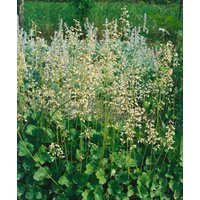 Kategorie <b>Produkt nicht gewünscht </b> - Heuchera sanguinea 'White Cloud' ca. 9x9 cm Topf (Wuchs jahreszeitlich)