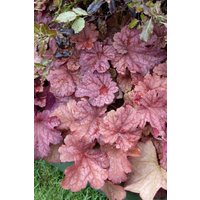 Kategorie <b>Produkt nicht gewünscht </b> - Heuchera villosa 'Berry Smoothie' -R- ca. 11x11 cm Topf (Wuchs jahreszeitlich)