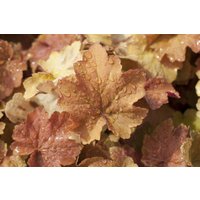 Kategorie <b>Produkt nicht gewünscht </b> - Heuchera villosa 'Caramel' -R- 2-3 Liter Container (Wuchs jahreszeitlich)