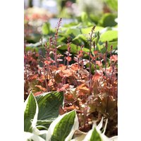 Kategorie <b>Stauden </b> - Heuchera villosa 'Marmalade' -R- ca. 11x11 cm Topf (Wuchs jahreszeitlich)