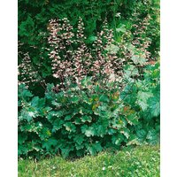 Kategorie <b>Stauden </b> - Heuchera x brizoides 'Ebony and Ivory' ca. 11x11 cm Topf (Wuchs jahreszeitlich)