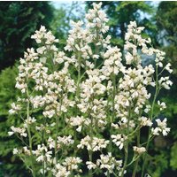 Kategorie <b>Produkt nicht gewünscht </b> - Heuchera x brizoides 'Schneewittchen' ca. 9x9 cm Topf (Wuchs jahreszeitlich)