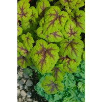 Kategorie <b>Produkt nicht gewünscht </b> - Heucherella(x) tiarell.'Stoplight' -R- ca. 9x9 cm Topf (Wuchs jahreszeitlich)