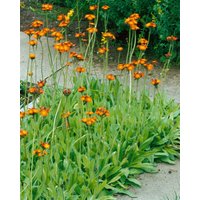 Kategorie <b>Produkt nicht gewünscht </b> - Hieracium aurantiacum ca. 9x9 cm Topf (Wuchs jahreszeitlich)