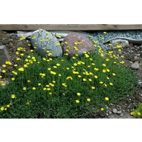 Kategorie <b>Stauden </b> - Hieracium pilosella ca. 9x9 cm Topf (Wuchs jahreszeitlich)