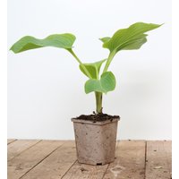 Kategorie <b>Produkt nicht gewünscht </b> - Hosta elata ca. 11x11 cm Topf (Wuchs jahreszeitlich)