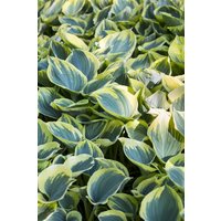 Kategorie <b>Produkt nicht gewünscht </b> - Hosta fluctuans 'Sagae' ca. 11x11 cm Topf (Wuchs jahreszeitlich)