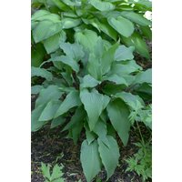 Kategorie <b>Produkt nicht gewünscht </b> - Hosta lancifolia 'Red October' ca. 11x11 cm Topf (Wuchs jahreszeitlich)