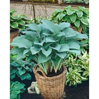 Kategorie <b>Produkt nicht gewünscht </b> - Hosta nigrescens 'Krossa Regal' ca. 11x11 cm Topf (Wuchs jahreszeitlich)