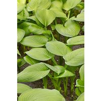 Kategorie <b>Produkt nicht gewünscht </b> - Hosta plantaginea 'Stained Glass' ca. 11x11 cm Topf (Wuchs jahreszeitlich)
