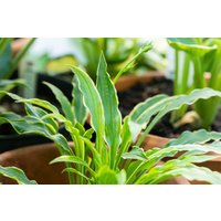 Stauden - Hosta pulchella 'Stiletto' ca. 9x9 cm Topf (Wuchs jahreszeitlich)