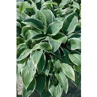 Kategorie <b>Produkt nicht gewünscht </b> - Hosta sieboldiana 'Christmas Tree' ca. 11x11 cm Topf (Wuchs jahreszeitlich)
