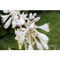 Kategorie <b>Produkt nicht gewünscht </b> - Hosta sieboldiana 'Great Expectations' ca. 11x11 cm Topf (Wuchs jahreszeitlich)