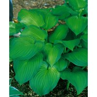 Kategorie <b>Produkt nicht gewünscht </b> - Hosta sieboldiana 'Midwest Magic' ca. 11x11 cm Topf (Wuchs jahreszeitlich)