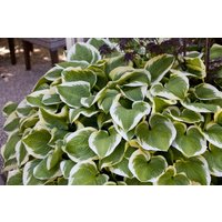 Kategorie <b>Produkt nicht gewünscht </b> - Hosta sieboldiana 'Wide Brim' ca. 11x11 cm Topf (Wuchs jahreszeitlich)