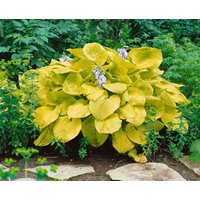 Kategorie <b>Produkt nicht gewünscht </b> - Hosta sieboldiana 'Zounds' ca. 11x11 cm Topf (Wuchs jahreszeitlich)