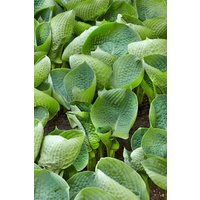 Kategorie <b>Produkt nicht gewünscht </b> - Hosta tokudama 'Abiqua Drinking Gourd' ca. 11x11 cm Topf (Wuchs jahreszeitlich)
