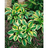 Kategorie <b>Produkt nicht gewünscht </b> - Hosta tokudama 'Brim Cup' ca. 11x11 cm Topf (Wuchs jahreszeitlich)