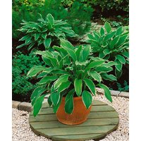 Kategorie <b>Produkt nicht gewünscht </b> - Hosta undulata 'Albomarginata' ca. 11x11 cm Topf (Wuchs jahreszeitlich)