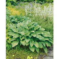 Kategorie <b>Produkt nicht gewünscht </b> - Hosta undulata 'Undulata' ca. 11x11 cm Topf (Wuchs jahreszeitlich)