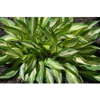 Kategorie <b>Produkt nicht gewünscht </b> - Hosta x cult.'Cherry Berry' ca. 11x11 cm Topf (Wuchs jahreszeitlich)