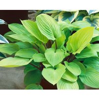 Kategorie <b>Produkt nicht gewünscht </b> - Hosta x cult.'Fire Island' ca. 9x9 cm Topf (Wuchs jahreszeitlich)