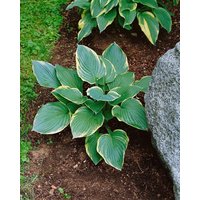 Kategorie <b>Produkt nicht gewünscht </b> - Hosta x cult.'Fringe Benefit' ca. 11x11 cm Topf (Wuchs jahreszeitlich)