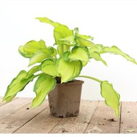 Stauden - Hosta x cult.'Gold Drop' ca. 11x11 cm Topf (Wuchs jahreszeitlich)