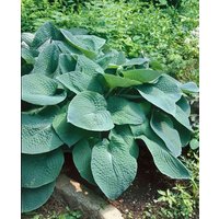 Stauden - Hosta x cult.'Green Friend Tomatoes' ca. 11x11 cm Topf (Wuchs jahreszeitlich)