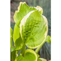 Kategorie <b>Produkt nicht gewünscht </b> - Hosta x cult.'Shade Fanfare' ca. 11x11 cm Topf (Wuchs jahreszeitlich)