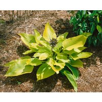 Kategorie <b>Produkt nicht gewünscht </b> - Hosta x fortunei 'Aurea' ca. 11x11 cm Topf (Wuchs jahreszeitlich)