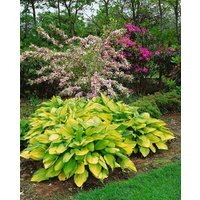 Stauden - Hosta x fortunei 'Gold Standard' ca. 11x11 cm Topf (Wuchs jahreszeitlich)