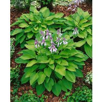 Kategorie <b>Produkt nicht gewünscht </b> - Hosta x fortunei 'Hyacinthina' ca. 11x11 cm Topf (Wuchs jahreszeitlich)