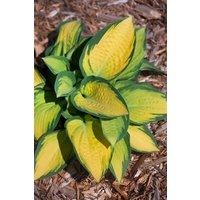 Kategorie <b>Produkt nicht gewünscht </b> - Hosta x fortunei 'Orange Marmalade' ca. 11x11 cm Topf (Wuchs jahreszeitlich)