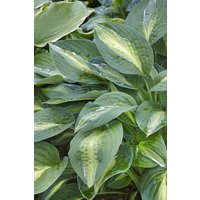 Kategorie <b>Produkt nicht gewünscht </b> - Hosta x fortunei 'Striptease' ca. 11x11 cm Topf (Wuchs jahreszeitlich)
