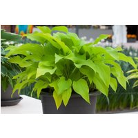 Stauden - Hosta x fortunei 'Sun Power' ca. 9x9 cm Topf (Wuchs jahreszeitlich)