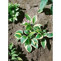 Kategorie <b>Produkt nicht gewünscht </b> - Hosta x fortunei 'Twilight' ca. 11x11 cm Topf (Wuchs jahreszeitlich)