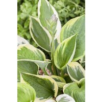 Kategorie <b>Produkt nicht gewünscht </b> - Hosta x fortunei 'Whirlwind' ca. 11x11 cm Topf (Wuchs jahreszeitlich)