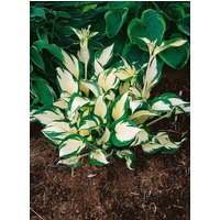 Kategorie <b>Produkt nicht gewünscht </b> - Hosta x tardiana 'June' -R- ca. 11x11 cm Topf (Wuchs jahreszeitlich)