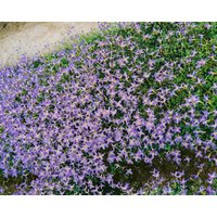 Kategorie <b>Stauden </b> - Houstonia caerulea ca. 9x9 cm Topf (Wuchs jahreszeitlich)